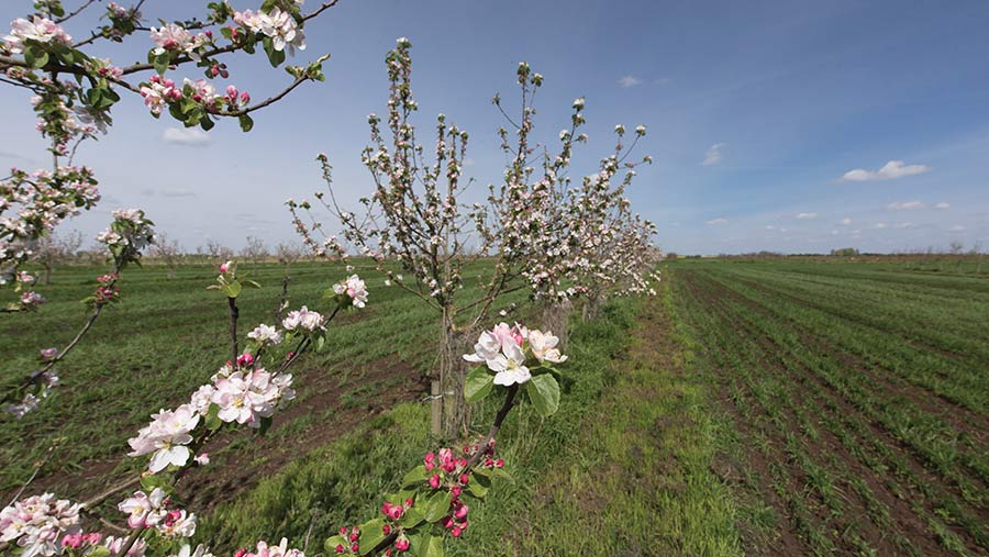 Agroforestry with apples