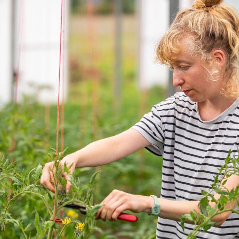 Tomato pruning
