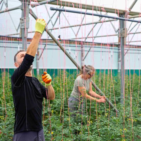 Stringing up tomatoes