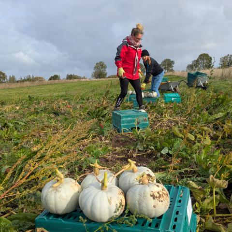 Squash Harvesting 2025
