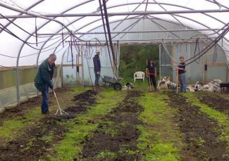 Volunteers spreading compost in a polytunnel.