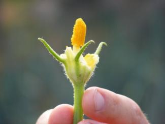 Courgette flower