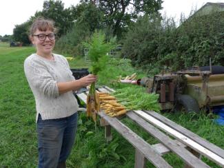 A farmer with their carrot crop