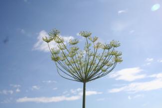 Food sovereignty workshop and film