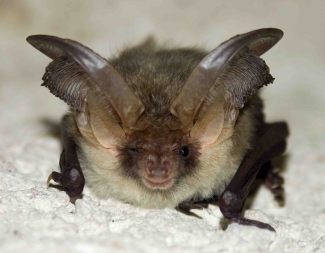 Kindling Farm's Bat Walk | The Kindling Trust