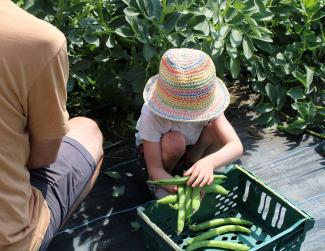 Child harvesting broad beans