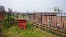 green roof at Bridge 5 Mill