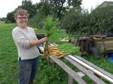 A farmer with their carrot crop