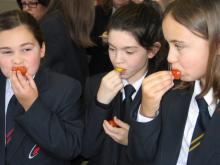 Priestnall pupils earing organic tomatoes