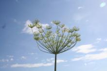 Food sovereignty workshop and film