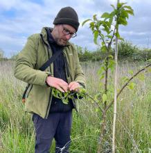 James shaping tying down branches to shape and open the trees up