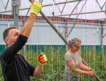 Helen an Ade stringing up tomato plants