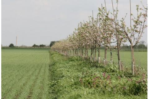 Photo of Agroforestry